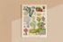 Great Barrier Reef Alcyonaria vintage print
